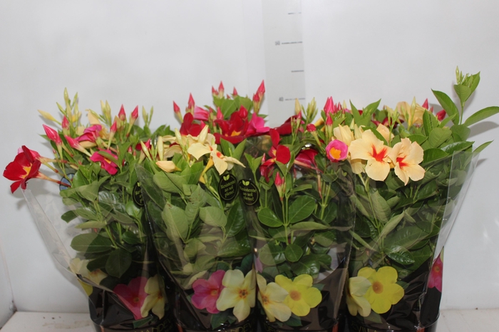 MANDEVILLA P14 PREMIUM