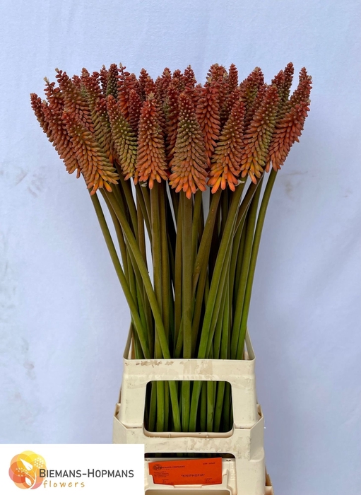 <h4>Kniphofia Alcazar Biemans</h4>