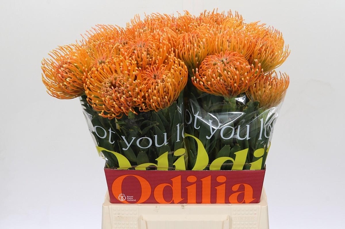 <h4>Nutans Ayoba Peach</h4>