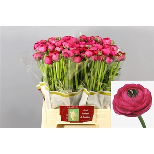 Ranunculus Elegance Hot Pink