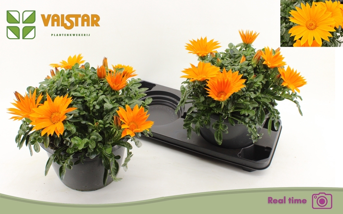 <h4>GAZ R DEEP ORANGE</h4>