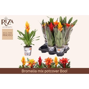 BROMELIA GEM 6 SRT