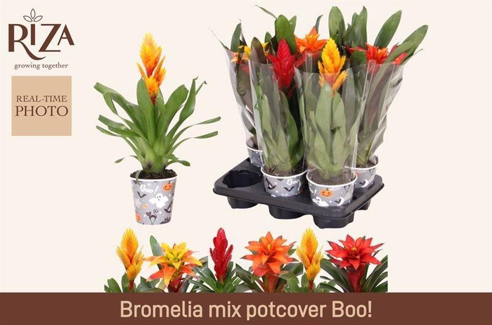 <h4>BROMELIA GEM 6 SRT</h4>