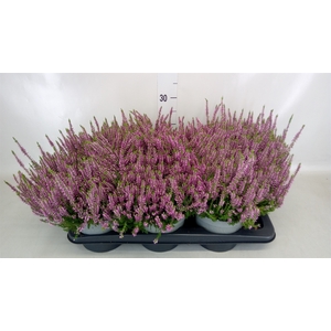 Calluna vulg. 'Beauty L Renate'