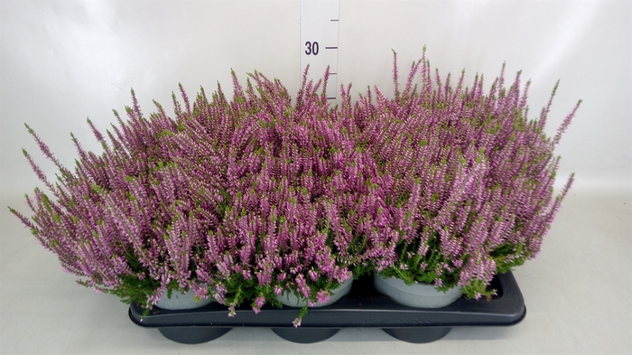 <h4>Calluna vulg. 'Beauty L Renate'</h4>