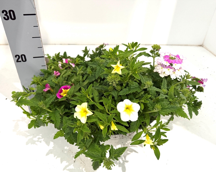 <h4>PERKPL GEM IN POT</h4>