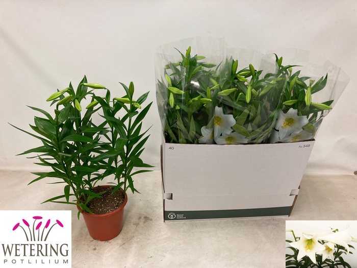 <h4>LIL LO MIRACLE</h4>