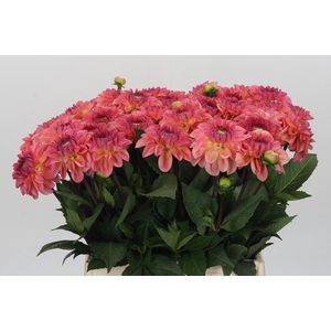Dahlia Chanel