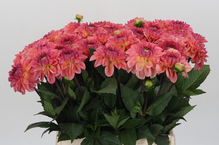 Dahlia Chanel