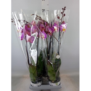 Phalaenopsis  'Ant Split'