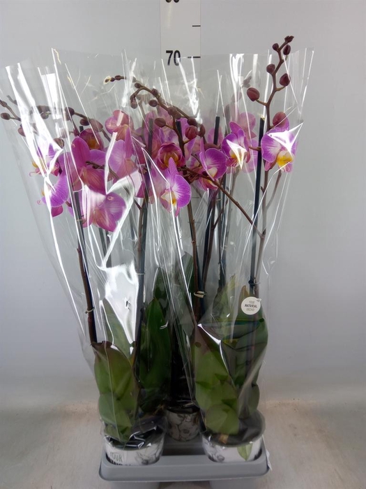 <h4>Phalaenopsis  'Ant Split'</h4>
