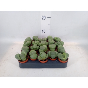 Lithops sp.