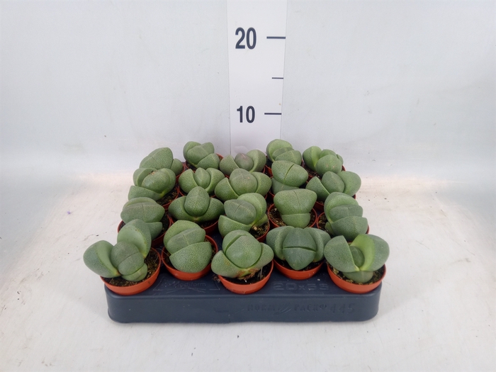 <h4>Lithops sp.</h4>