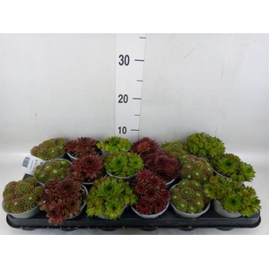 Sempervivum   ...mix