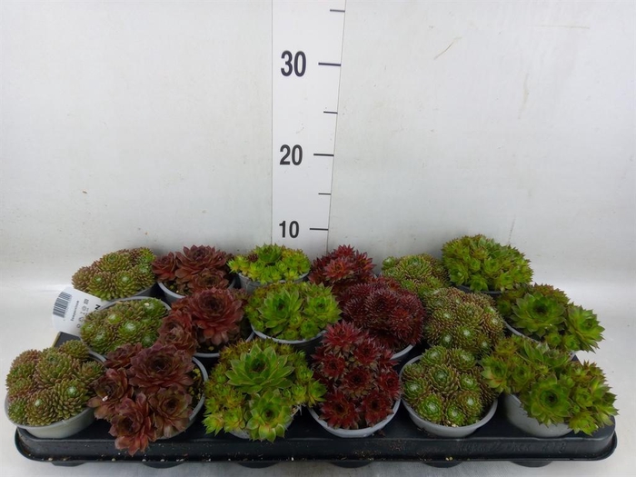 <h4>Sempervivum   ...mix</h4>