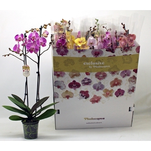 PHAL GEM 10 KL