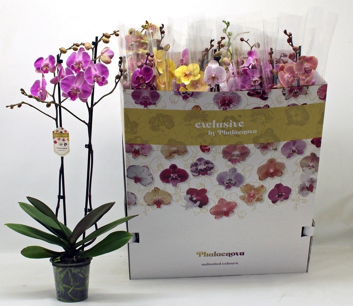 <h4>PHAL GEM 10 KL</h4>