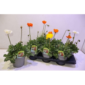 arr8 Papa Nud Gartenzwerg