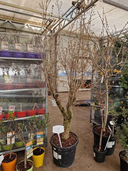 <h4>PUNICA GRANATUM</h4>