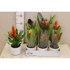 BROMELIA GEM 6 SRT