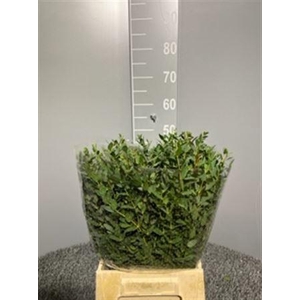 Euca Parvifolia 150gr