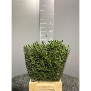 Euca Parvifolia 150gr