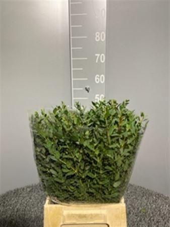 <h4>Euca Parvifolia 150gr</h4>