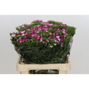 Dianthus Br Amazon Rose Magic