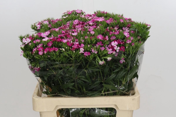 <h4>Dianthus Br Amazon Rose Magic</h4>