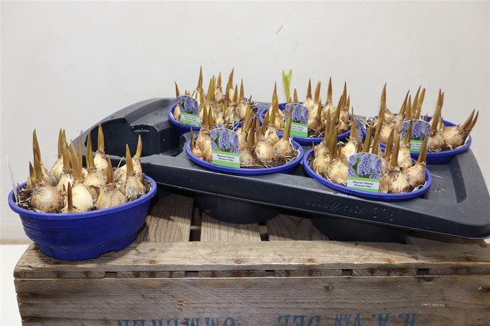 <h4>arr8 Muscar Lindsay</h4>