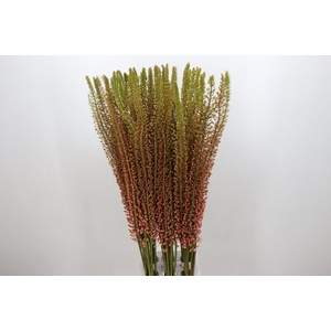 Eremurus  'Romance'