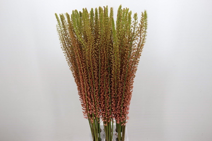 Eremurus  'Romance'