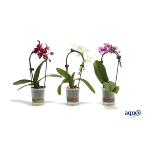 Phal Tiny Dolls Cascade Mix 1T7+ Aqu@