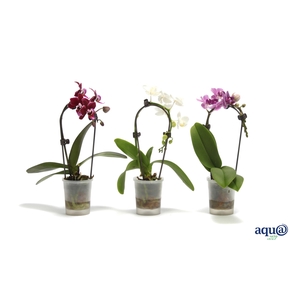 Phal Tiny Dolls Cascade Mix 1T7+ Aqu@