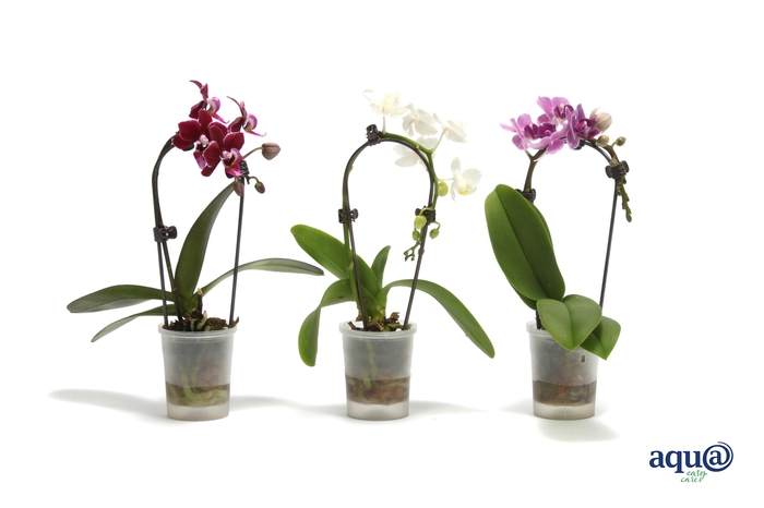 <h4>Phal Tiny Dolls Cascade Mix 1T7+ Aqu@</h4>