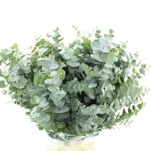 Euca Cinerea Long 300grams Albenga