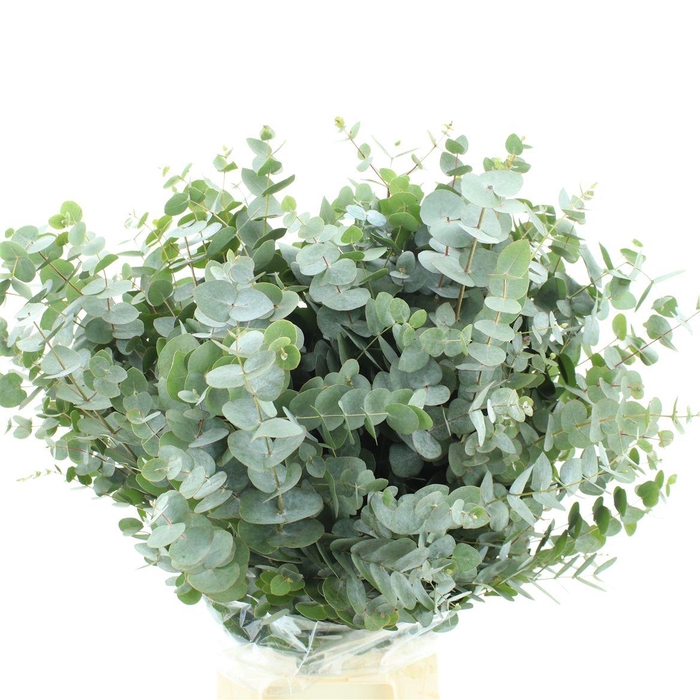 <h4>Euca Cinerea Long 300grams Albenga</h4>