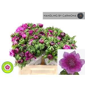 Anem Co Levan Fucsia