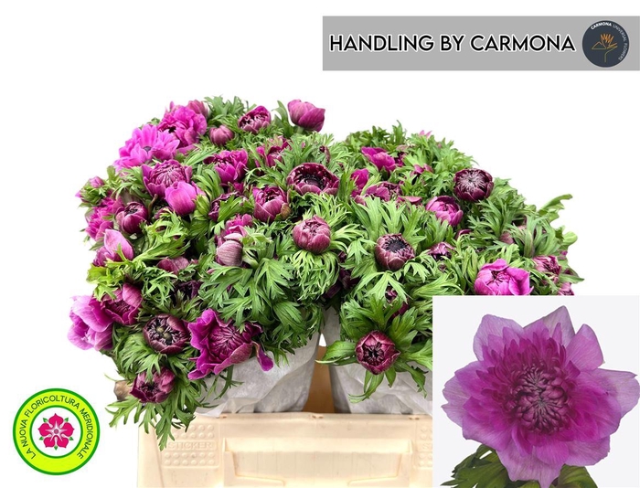 <h4>Anem Co Levan Fucsia</h4>