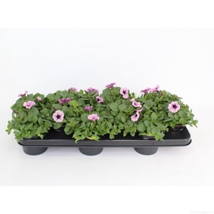 Surfinia Purple Vein