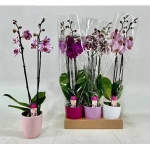 PHAL GEM