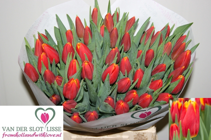 <h4>TU EN CHOICE</h4>