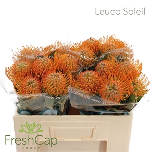 Leuco Soleil