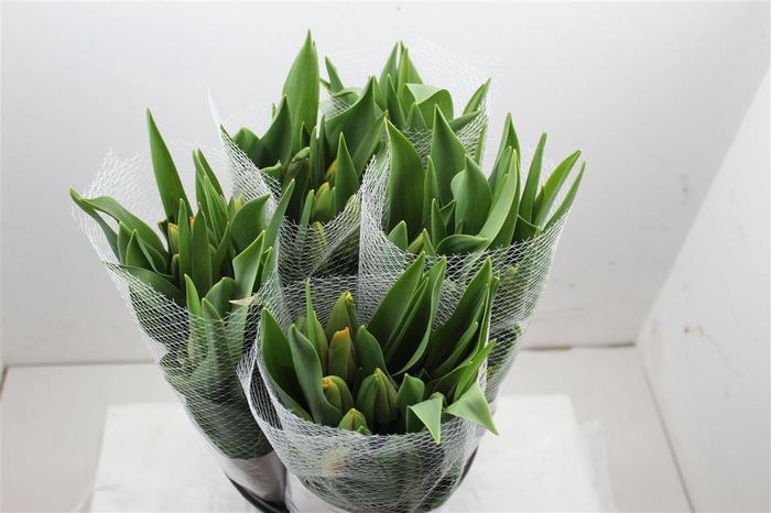 <h4>Tu Fr En Avignon</h4>