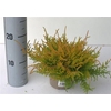 Callu Wickwar Flame