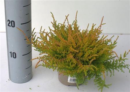 Callu Wickwar Flame