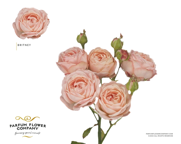 <h4>Rosa Spray Britney</h4>