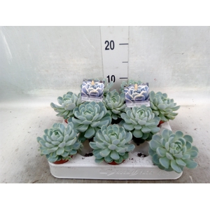 Echeveria   ...