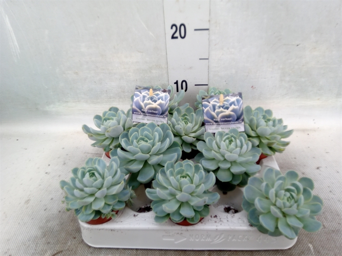 Echeveria   ...