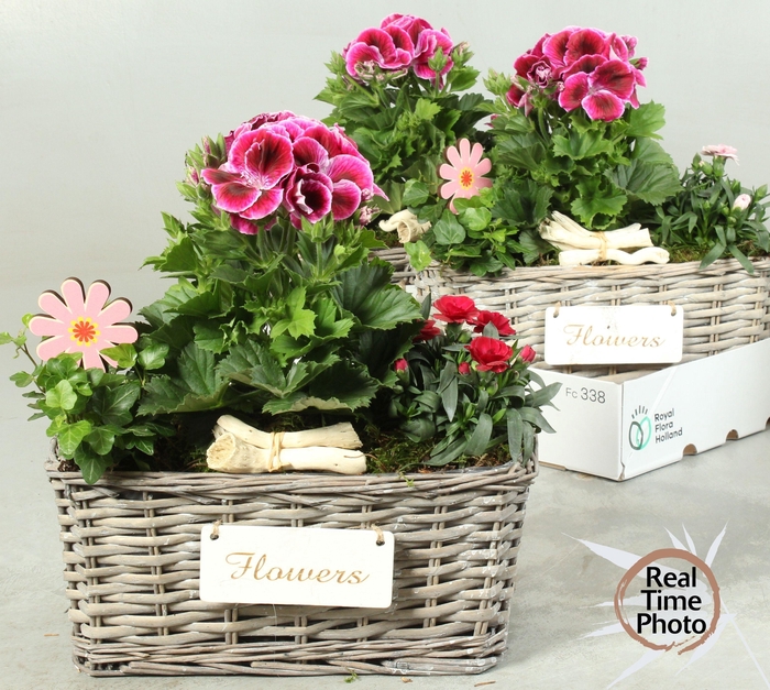 <h4>ARR TUINPLANTEN</h4>